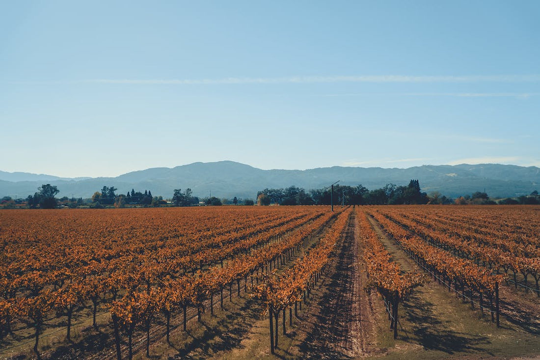 What Wines are Best?